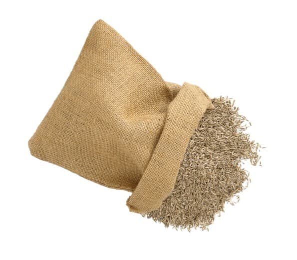 Seed